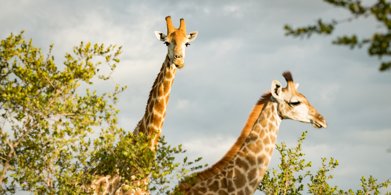 Disney's Animal Kingdom Orlando - skip the longest queues at the busiest rides with SMS wait time alerts